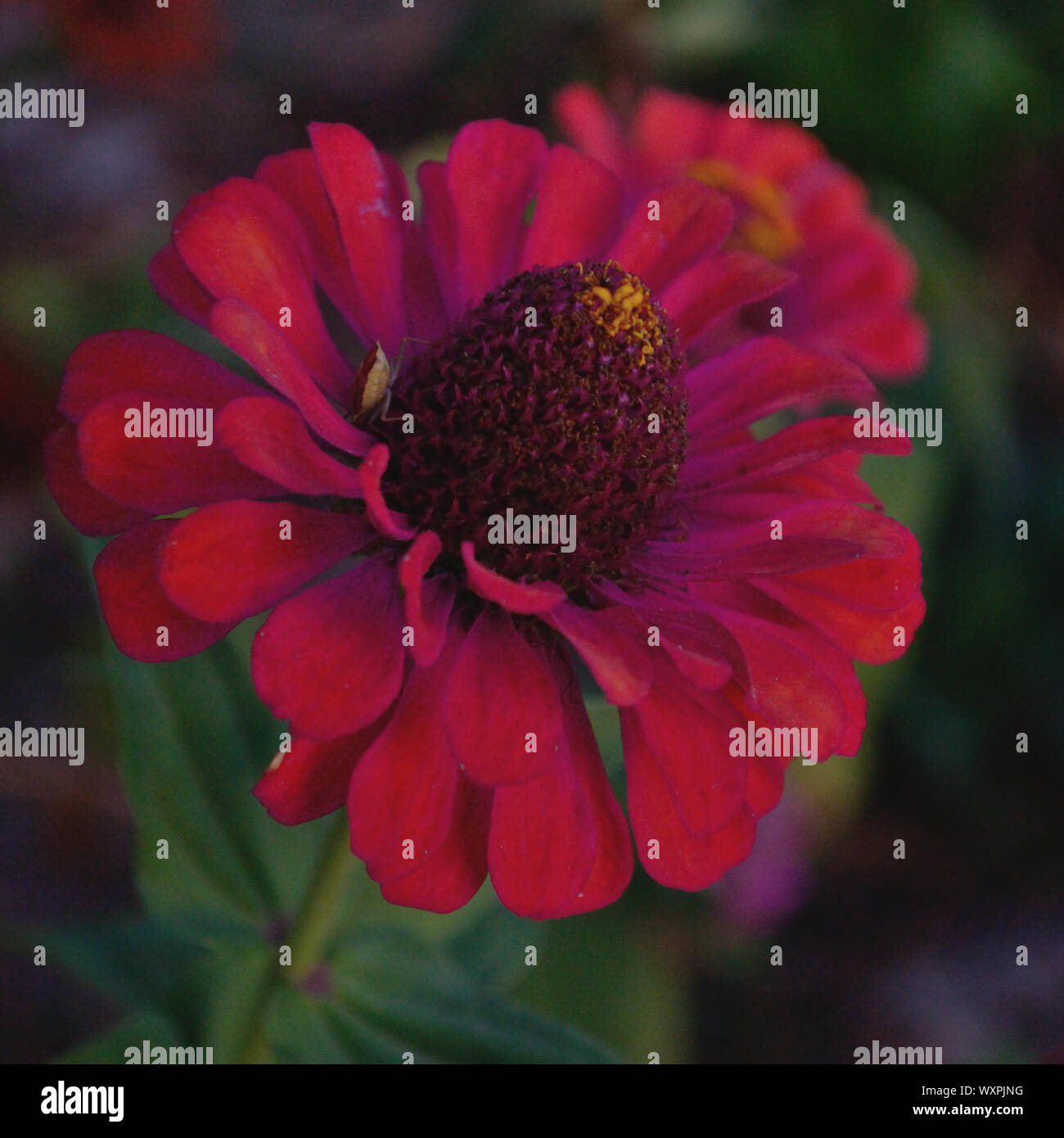 Peruvian zinnia red flower, close up, Zinnia peruviana Stock Photo
