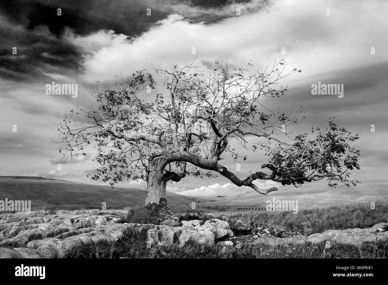Twisted Tree Ribblehead Lone Tree and limestone pavement, Ribblehead Viaduct, Three Peaks ...