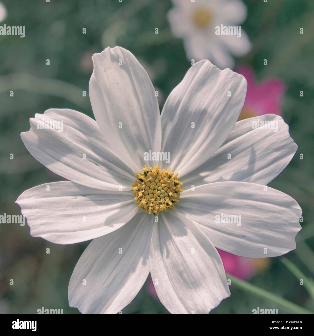 Cosmos flower. White flower. Floral background. Stock Photo