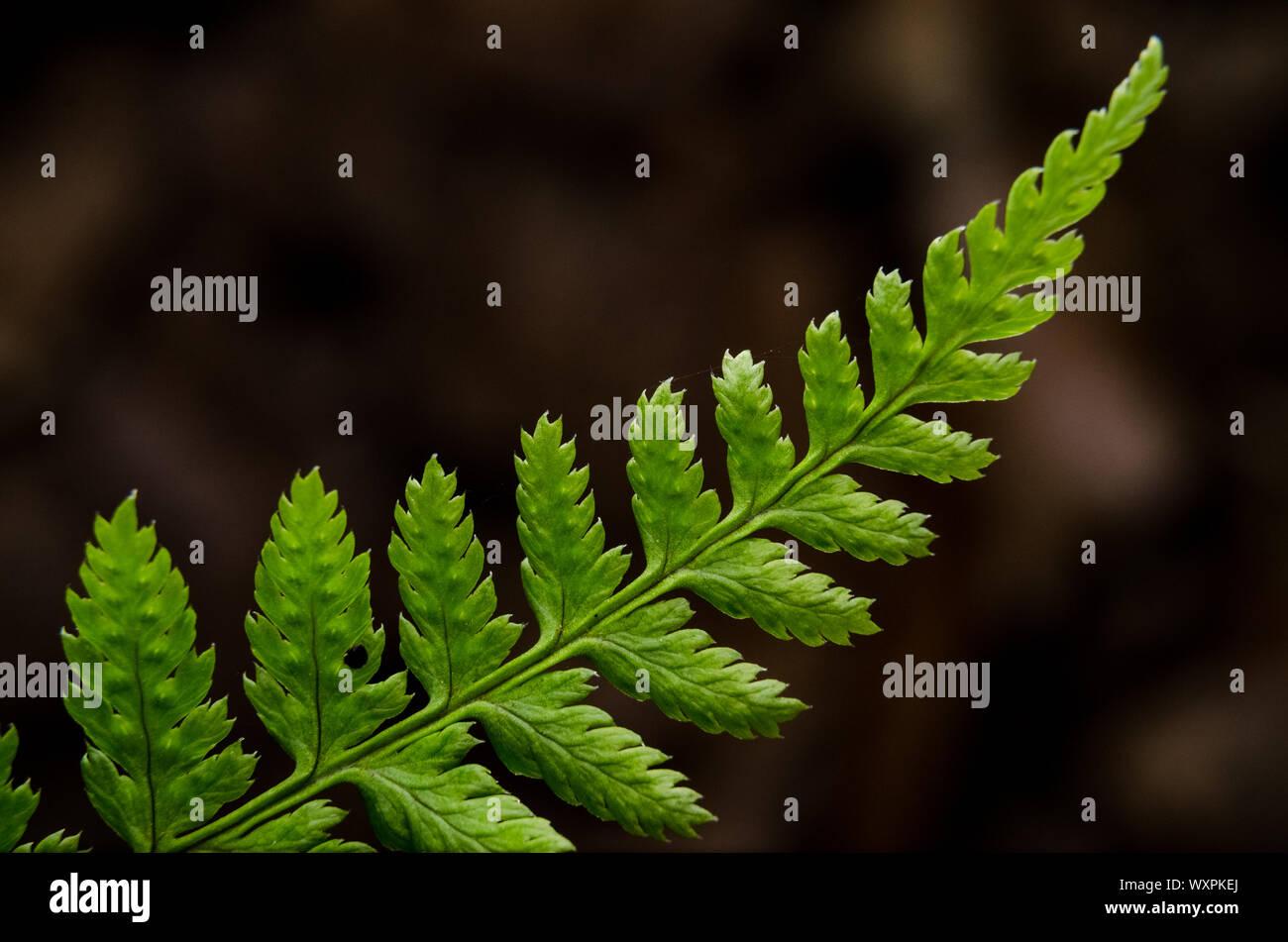 Polypodiopsida, macro photograph of fern leaves in the forest against dark background Stock Photo