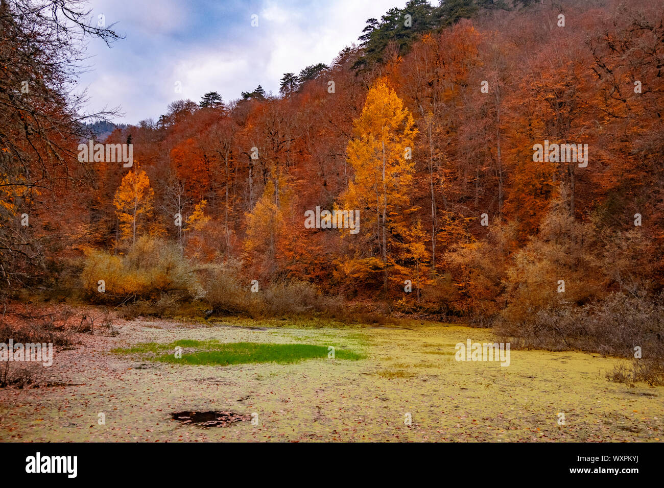 Beautiful autumn views of Yedigoller National Park. Reflection of trees. Colored leaves. Falling ...