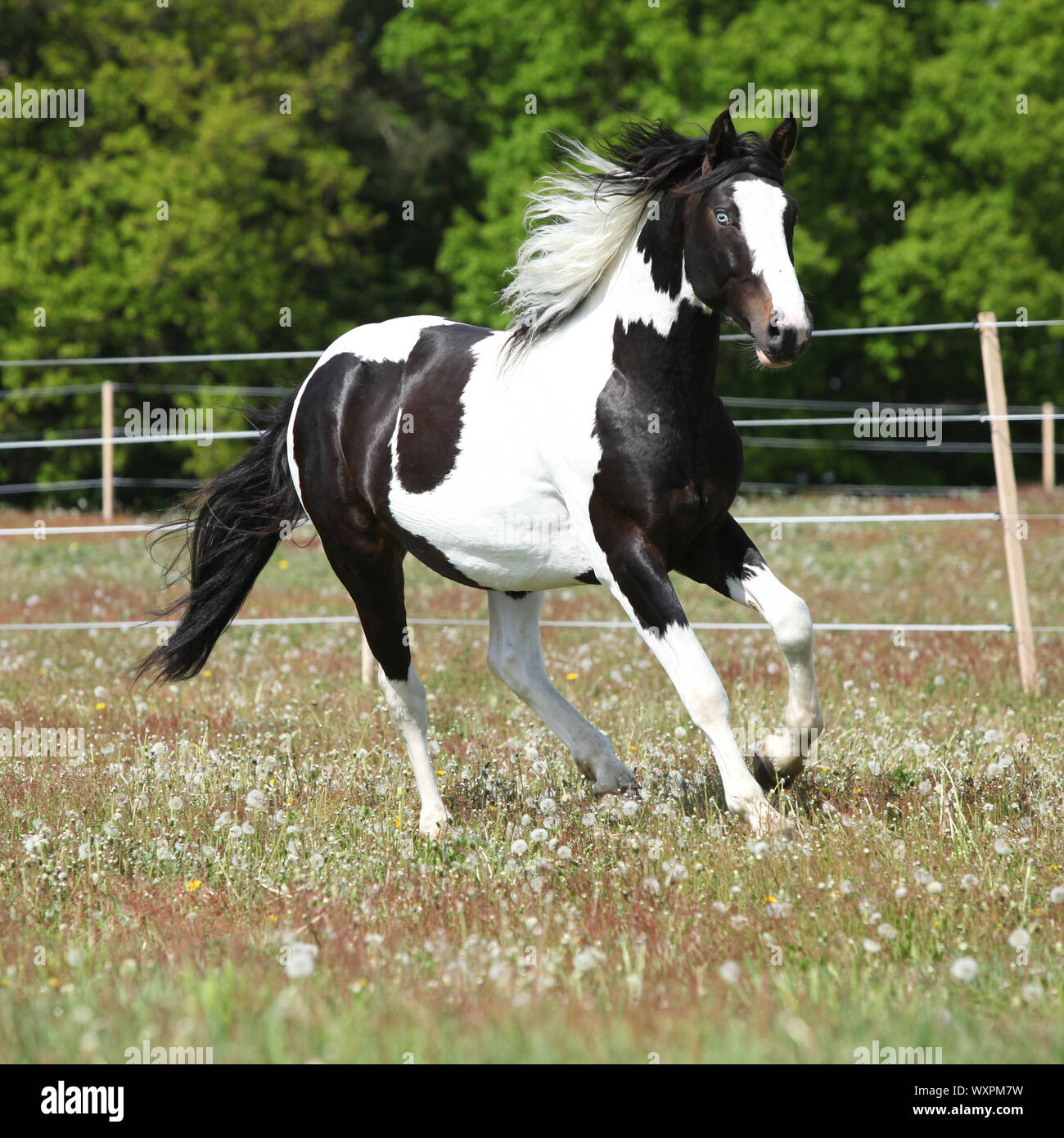 Skewbald Horse High Resolution Stock Photography and Images Alamy
