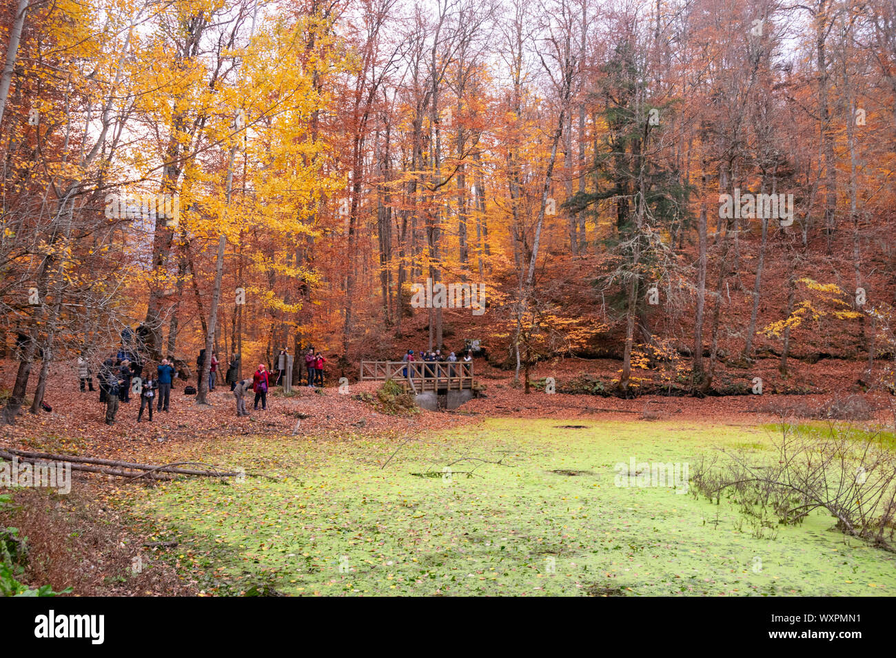 Beautiful autumn views of Yedigoller National Park. Reflection of trees. Colored leaves. Falling ...