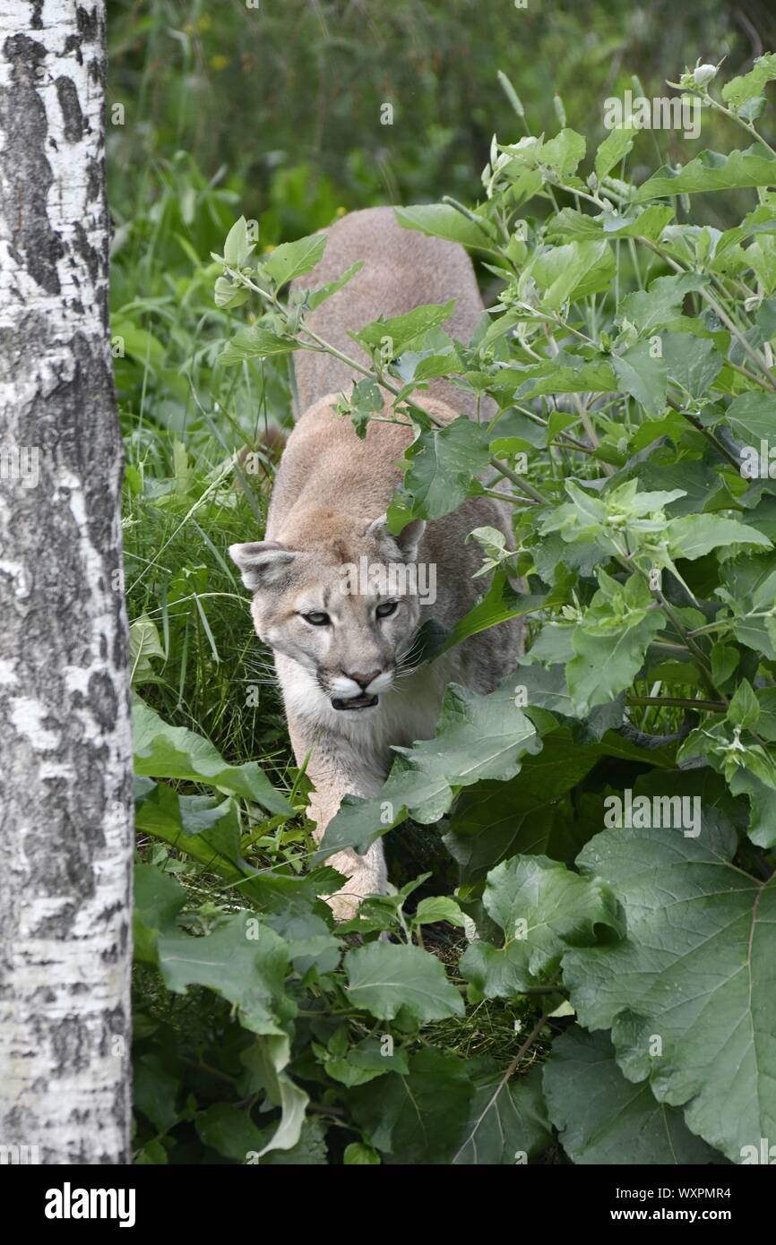 Cougar, Mountain Lion, Puma Stock Photo