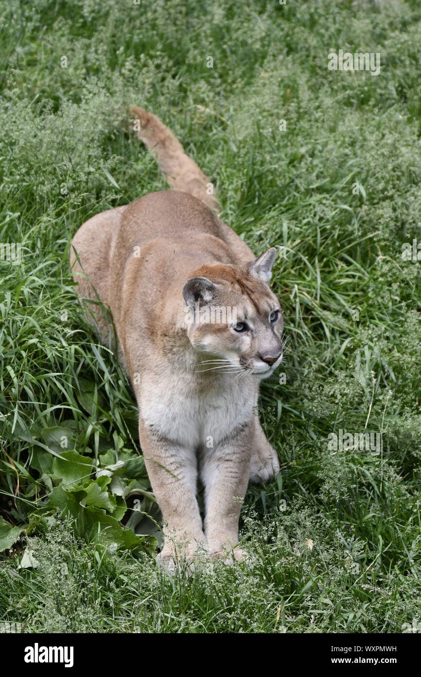 Cougar, Mountain Lion, Puma Stock Photo