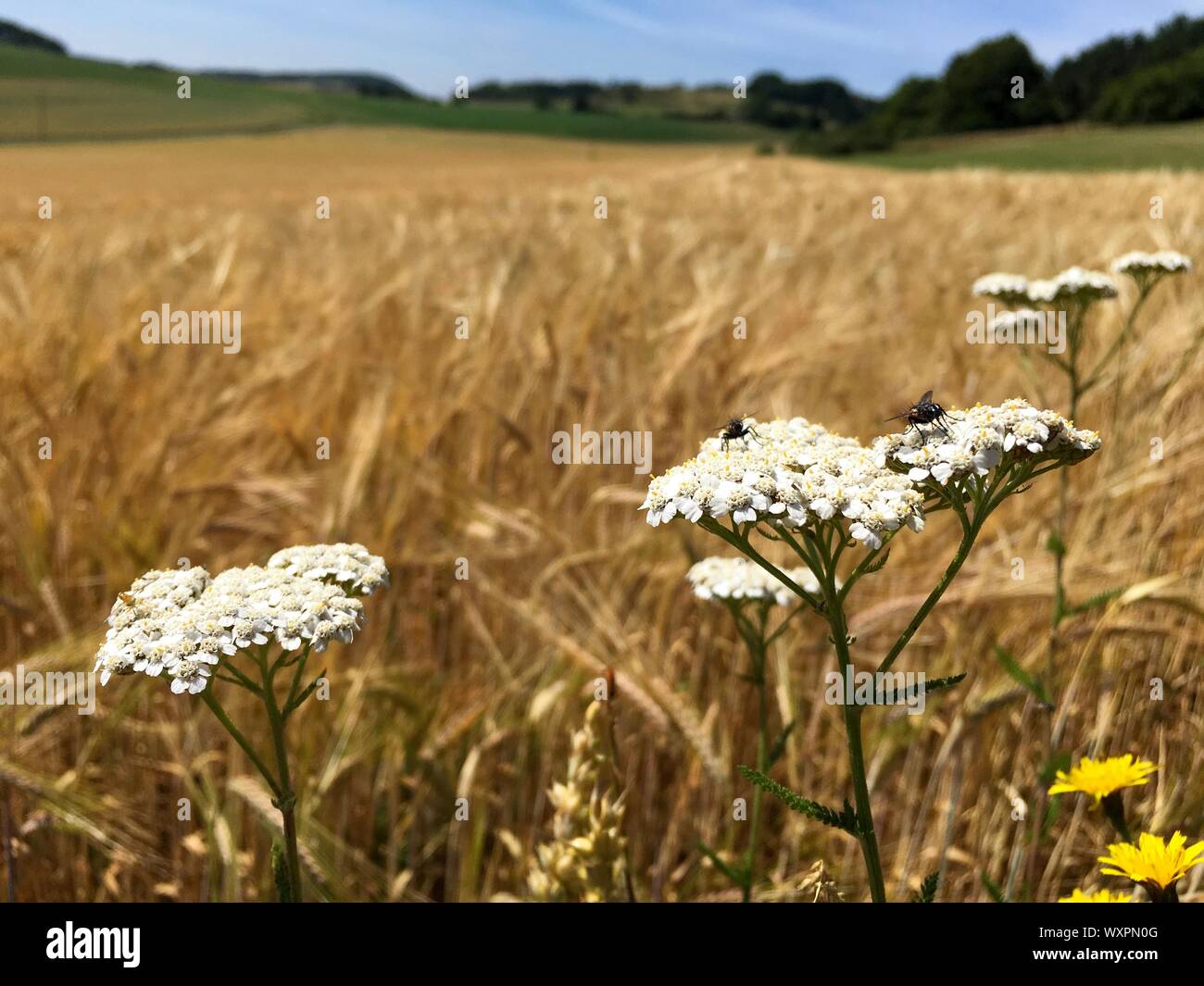 Flies sitting on a Alpine Yarrow Flower Blossom next to a big wheat / barley / rye Crop Field in the German Eifel Landscape in Summer Stock Photo