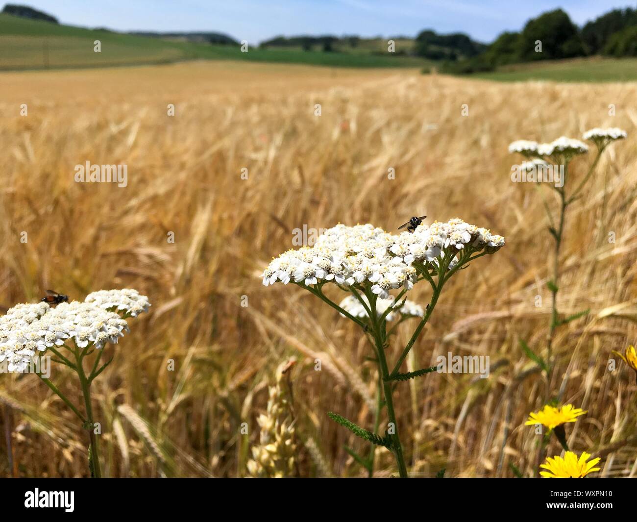 Fly sitting on a Alpine Yarrow Flower Blossom next to a big wheat / barley / rye Crop Field in the German Eifel Landscape in Summer Stock Photo
