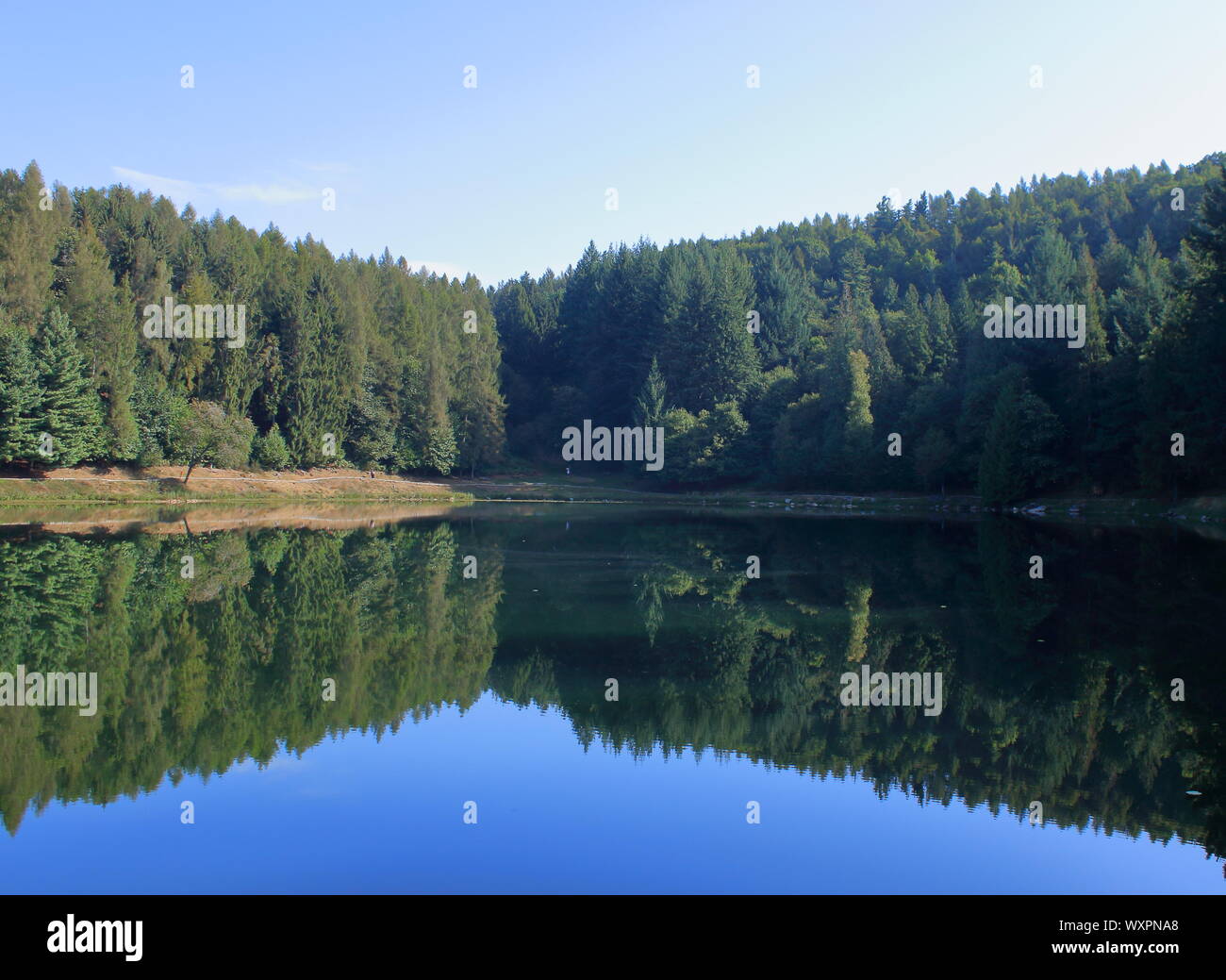 Alpine lake with coniferous forest in the background and its reflection on the water, Valchiusella, Piedmont region, Italy Stock Photo