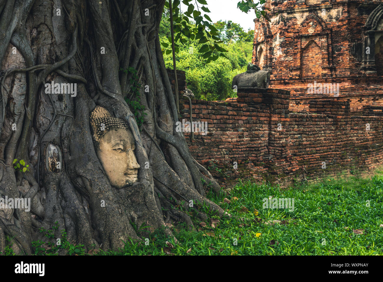 Buddha head embedded in a Banyan tree, ayutthaya, thailand Stock Photo