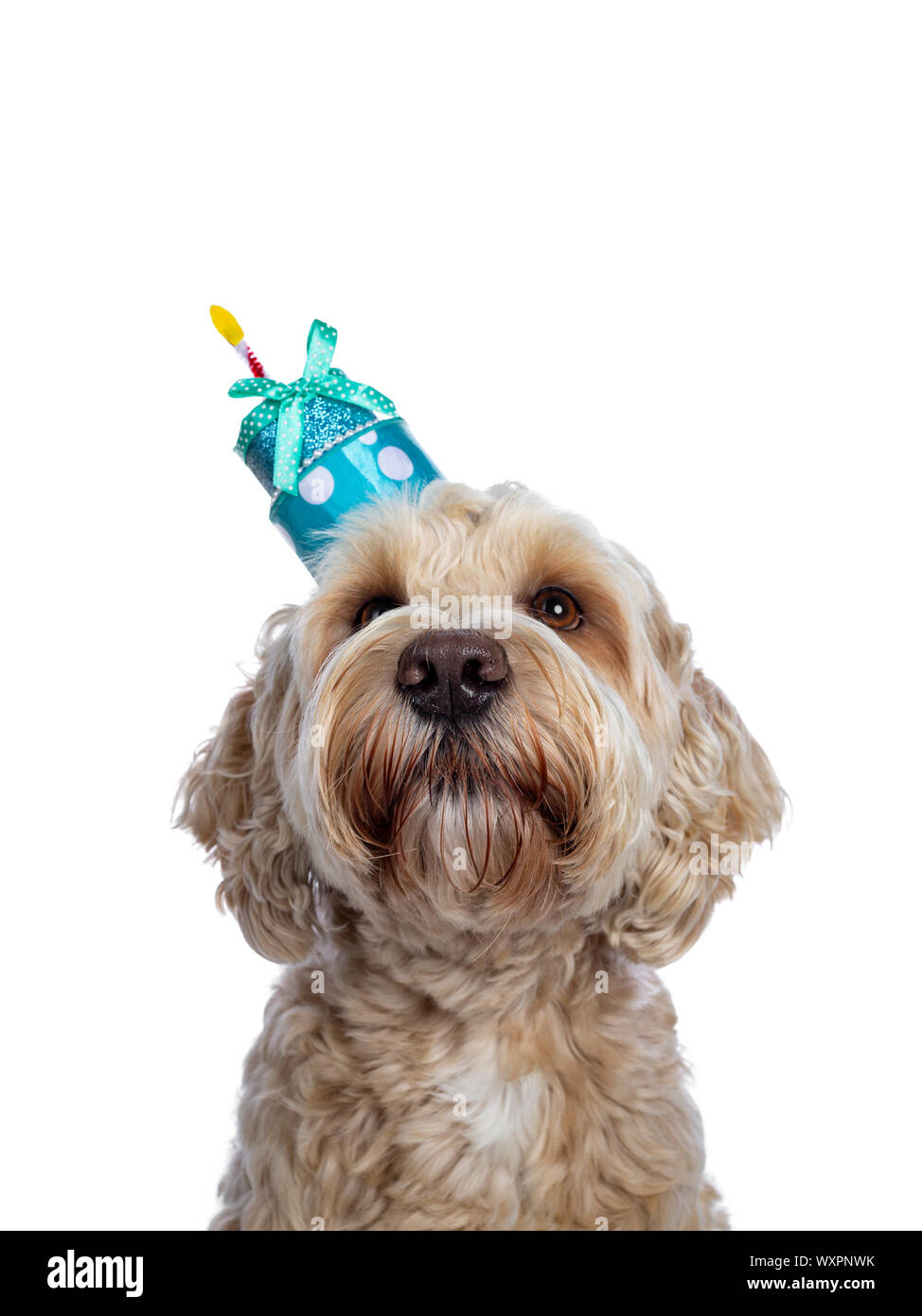 Labradoodle top birthday cake