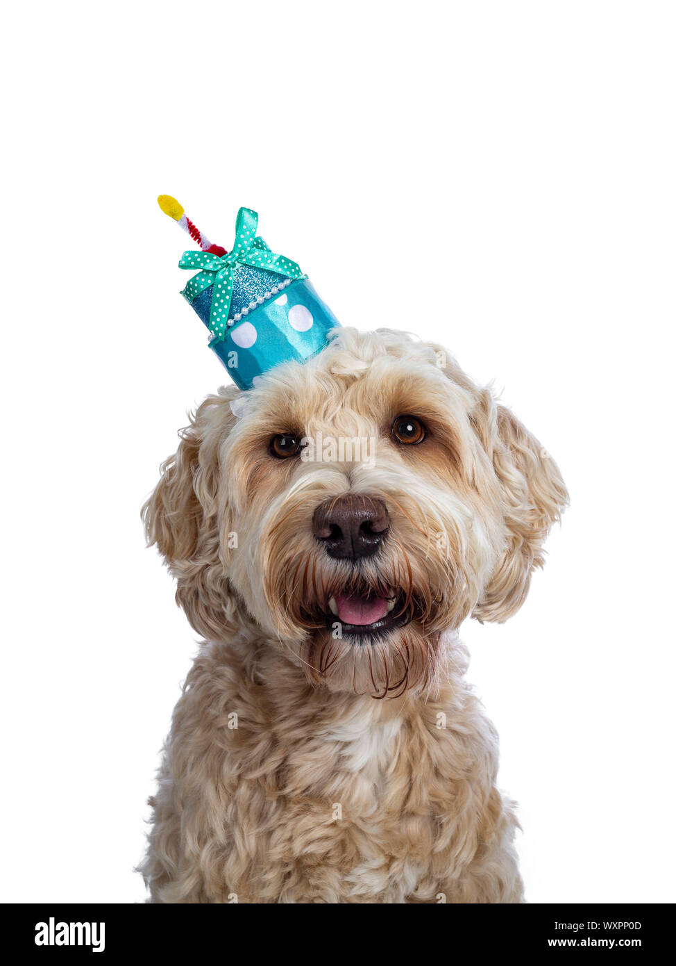 Labradoodle cake hot sale