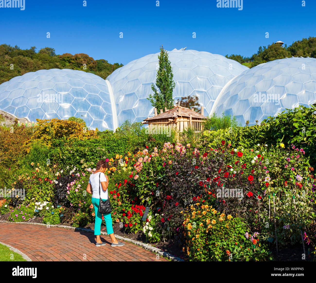 Woman in the Eden Project gardens. Stock Photo