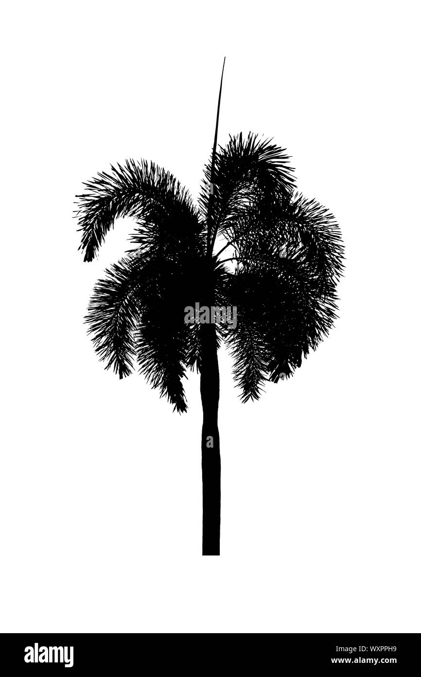 Betel Plants Black And White Stock Photos & Images - Alamy