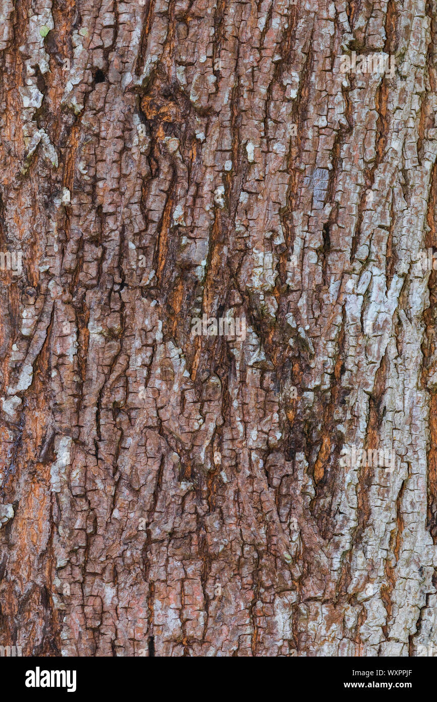 tree bark nature texture pattern wood background Stock Photo - Alamy