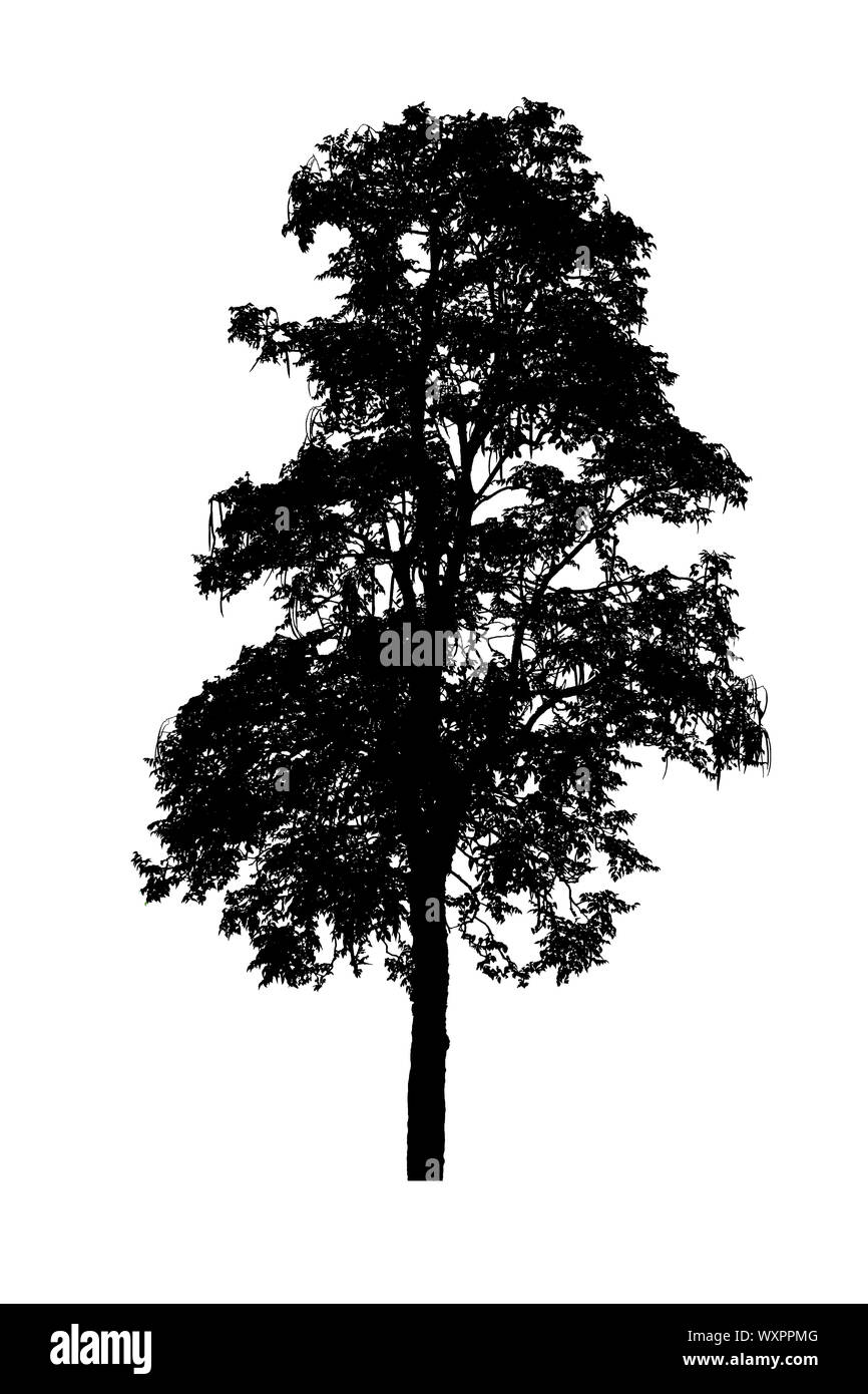 tree silhouettes beautiful on white background Stock Photo