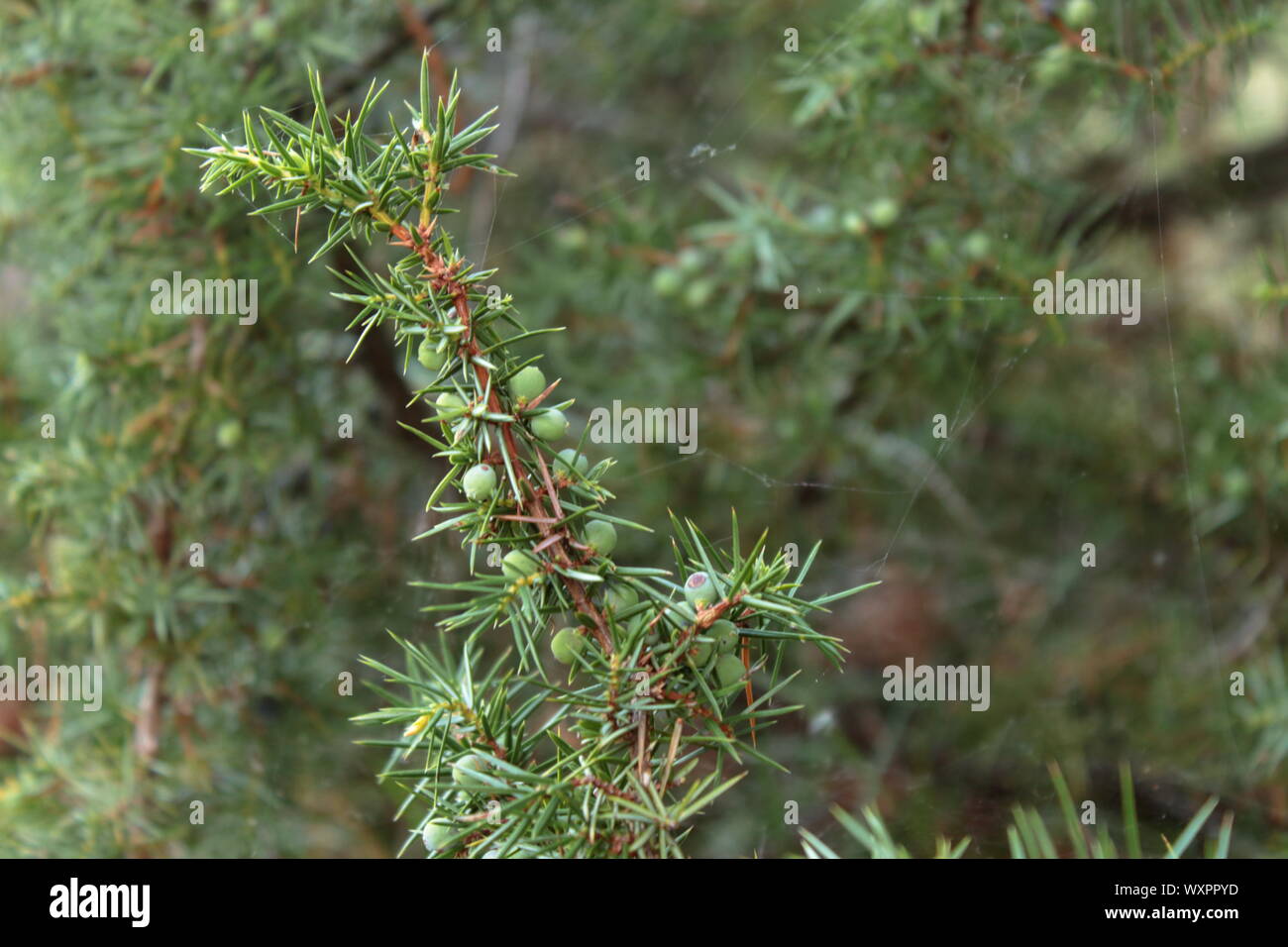 macro photo of a juniper (juniperus communis) branch with berries still green Stock Photo