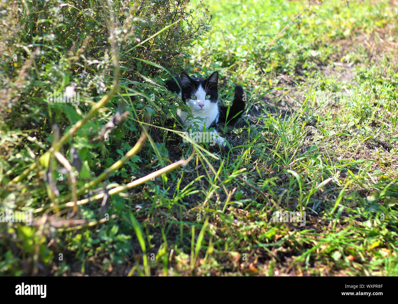 Close-up outdoor cat black and white resting in the green Stock Photo ...