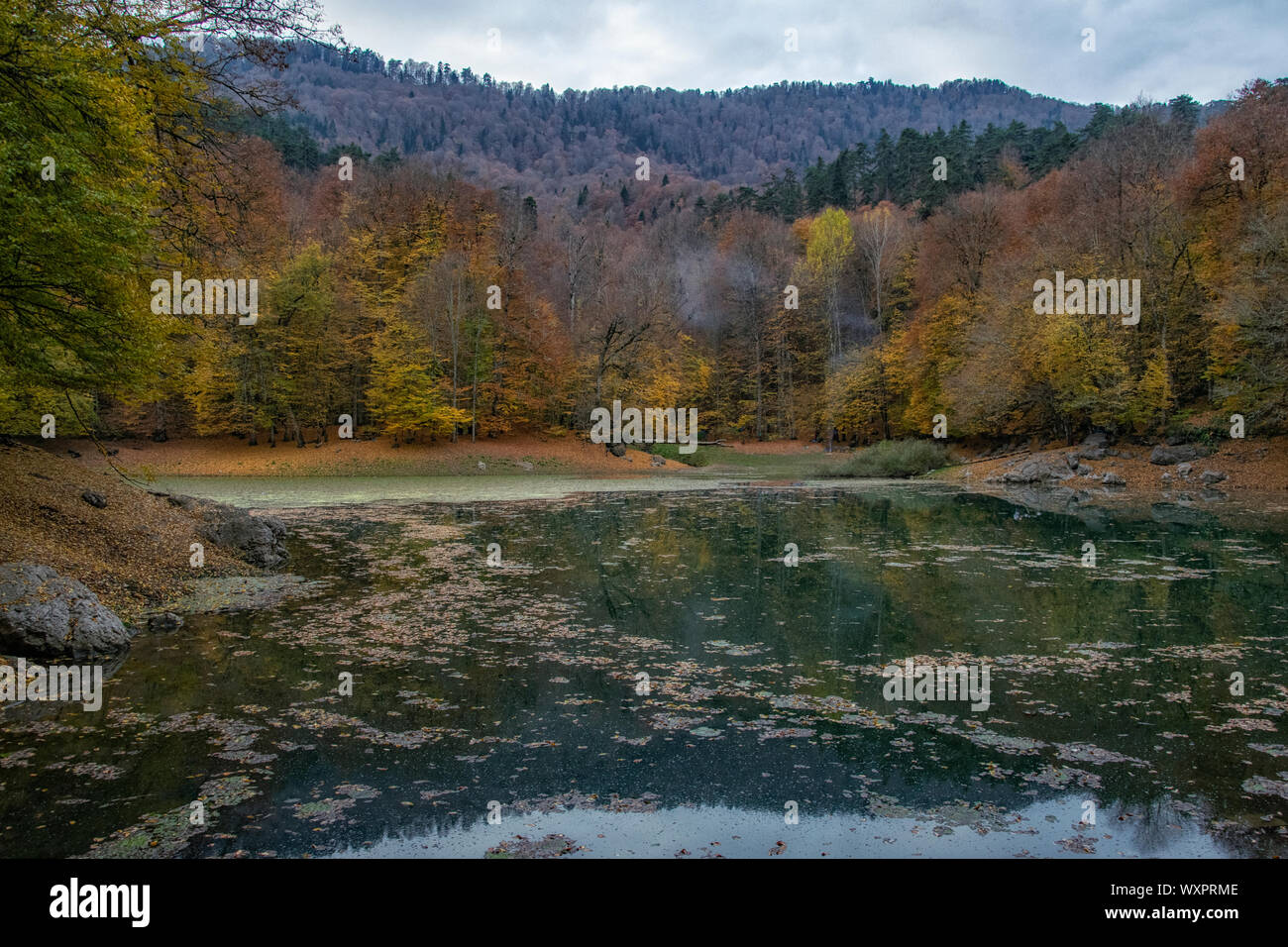 Beautiful autumn views of Yedigoller National Park. Reflection of trees. Colored leaves. Falling ...