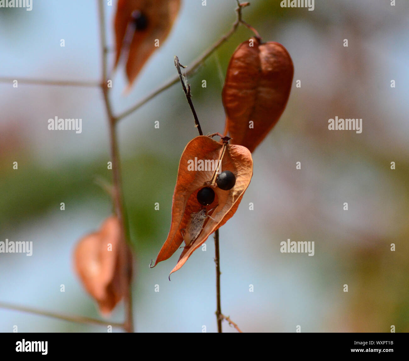 Golden Rain-tree seed pods, dried open seed pod Koelreuteria paniculata