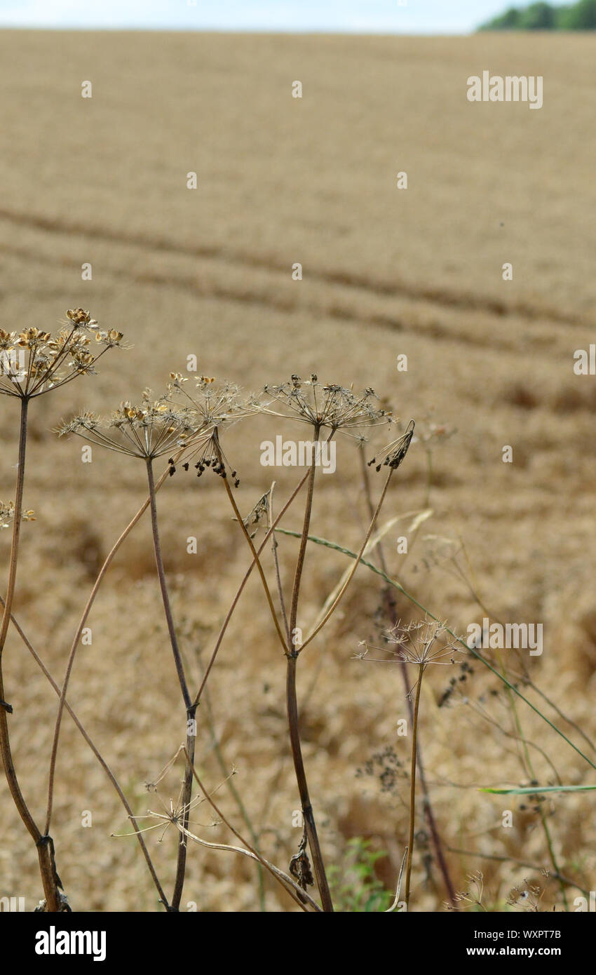 Agricultural crop blue flower flowers crops hires stock photography