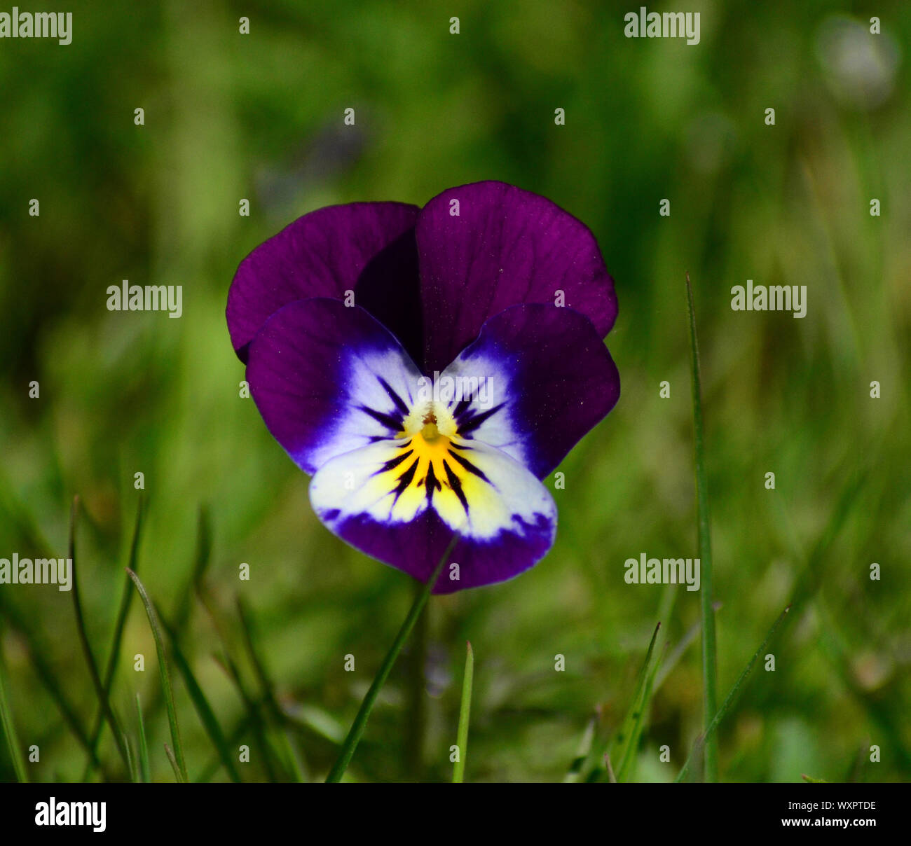 Purple White Blue And Yellow Pansy Flower Uk Stock Photo Alamy