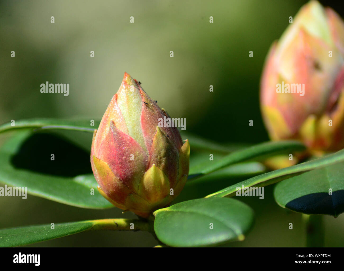 Pink Camellia flower bud and glossy green leaves Stock Photo Alamy