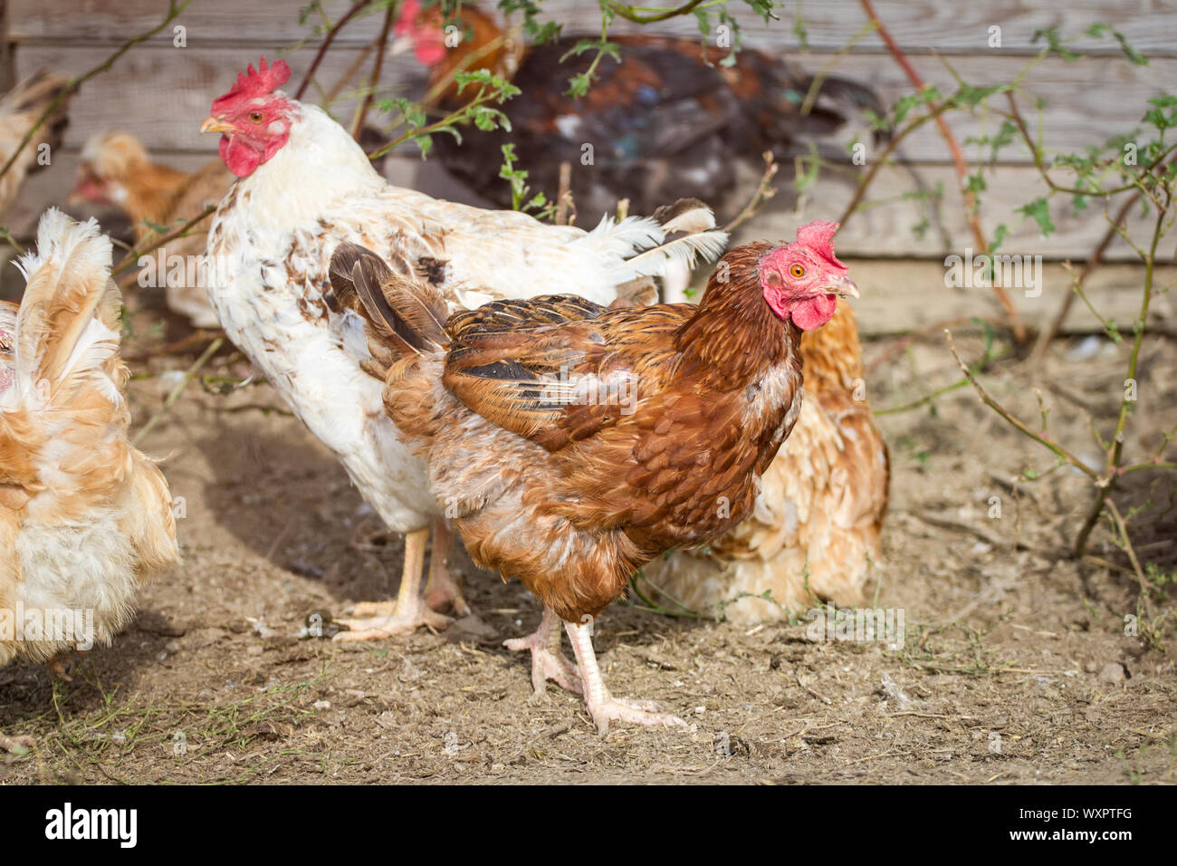 A group of free range chickens Stock Photo