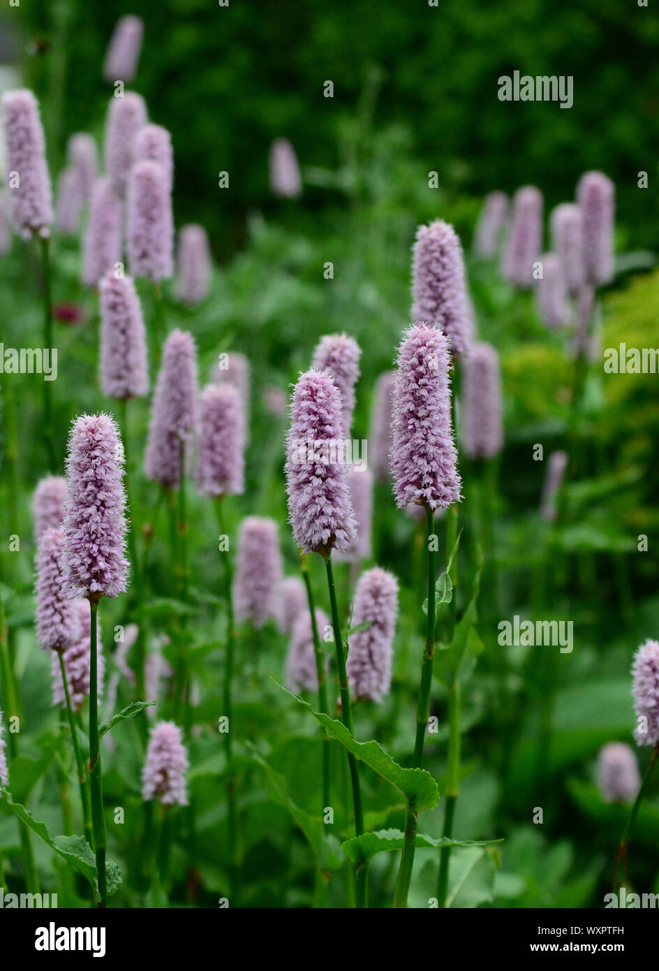 Common bistort pink flowers landscape uk Stock Photo