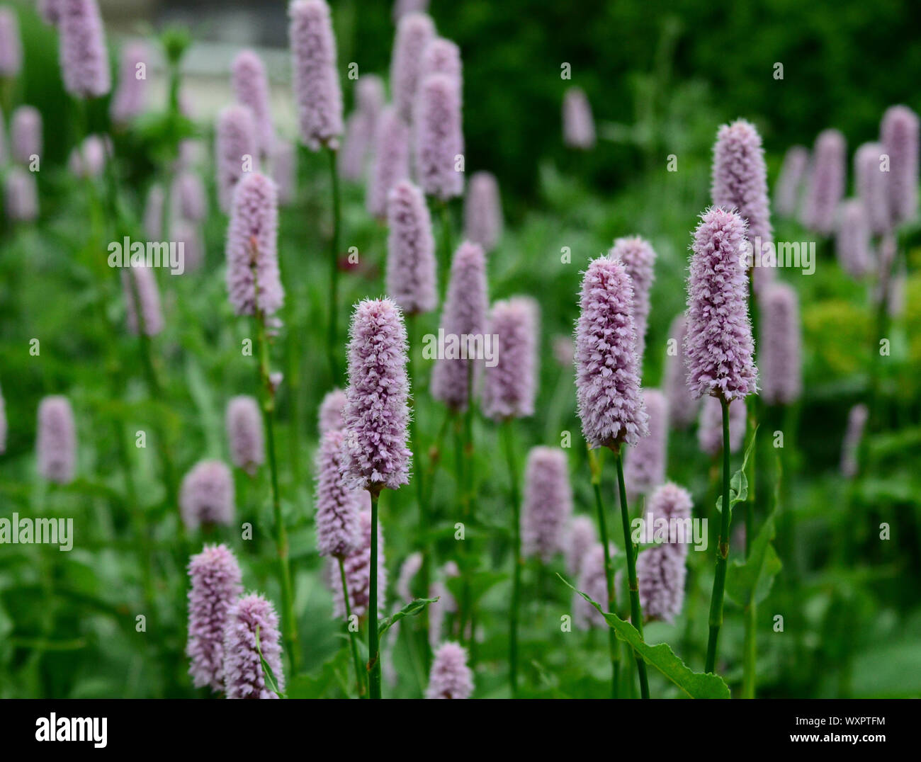 Common bistort pink flowers uk Stock Photo