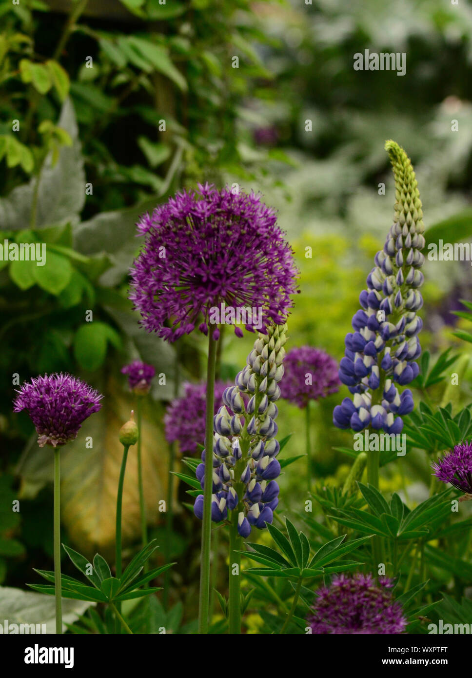 Purple Alium and blue, white and yellow Lupins against green leaf landscape Stock Photo
