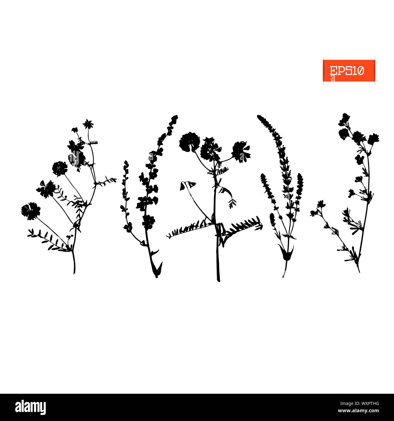 Set black silhouettes of wild flowers and leaves vector illustration Stock Vector