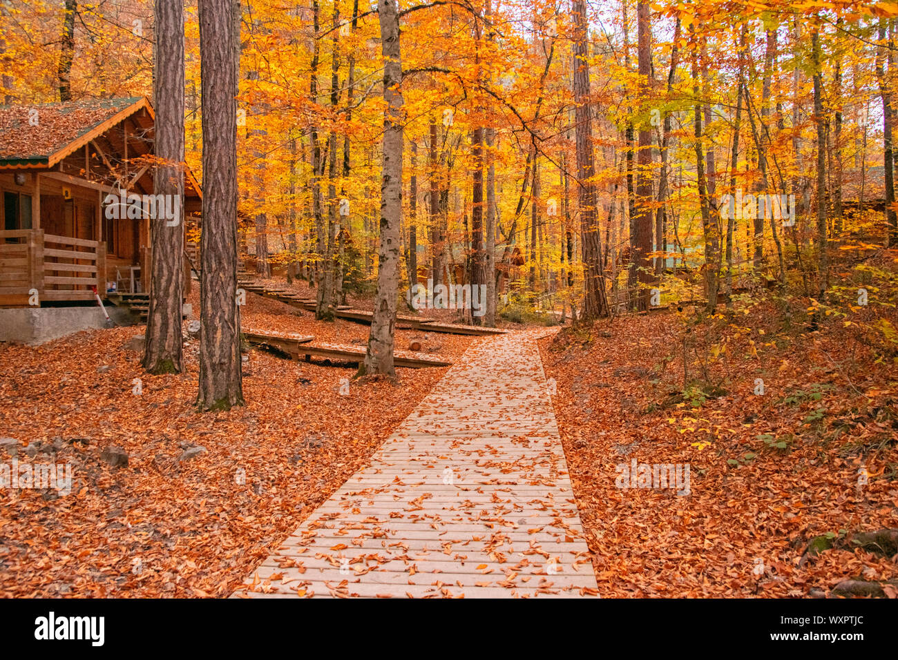 Beautiful autumn views of Yedigoller National Park. Reflection of trees. Colored leaves. Falling ...