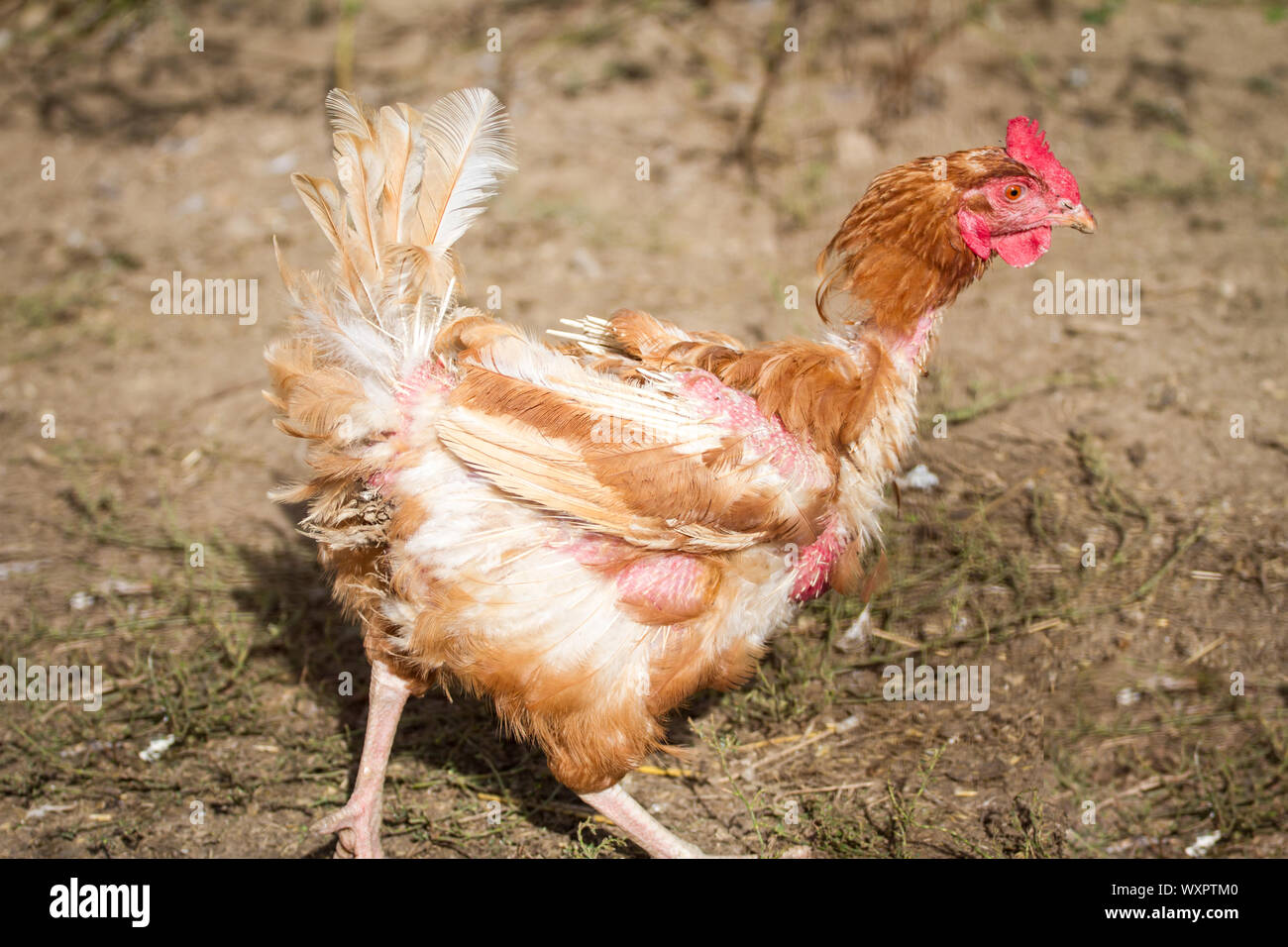 Brown plucked chicken hen Stock Photo