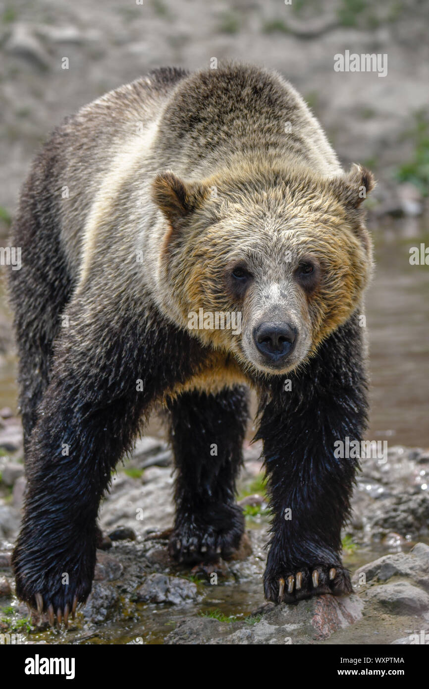 Canadian Grizzlies Stock Photo