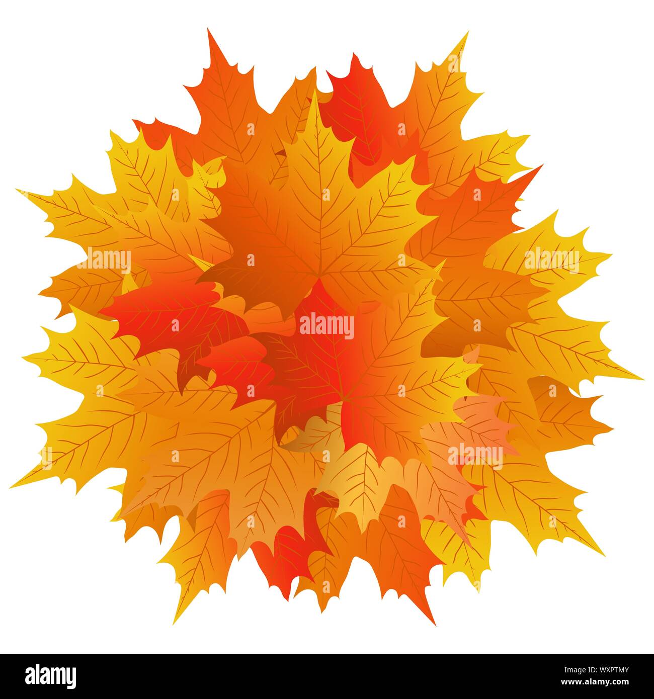 Autumn maple leaf on a white background Stock Vector Image & Art - Alamy