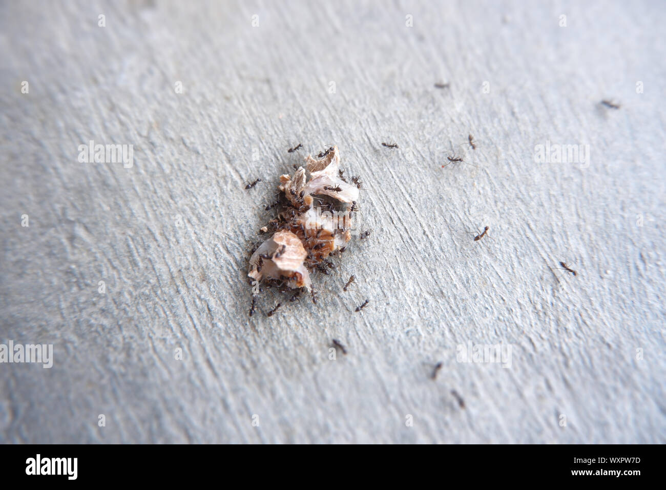 Many ants, ants, drink syrup from large seeds. Stock Photo