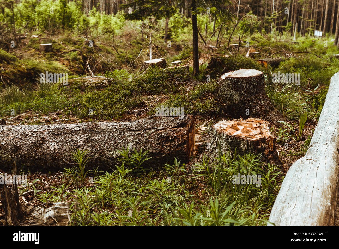 Cutting down trees. Sawn logs lying on the grass. Stock Photo