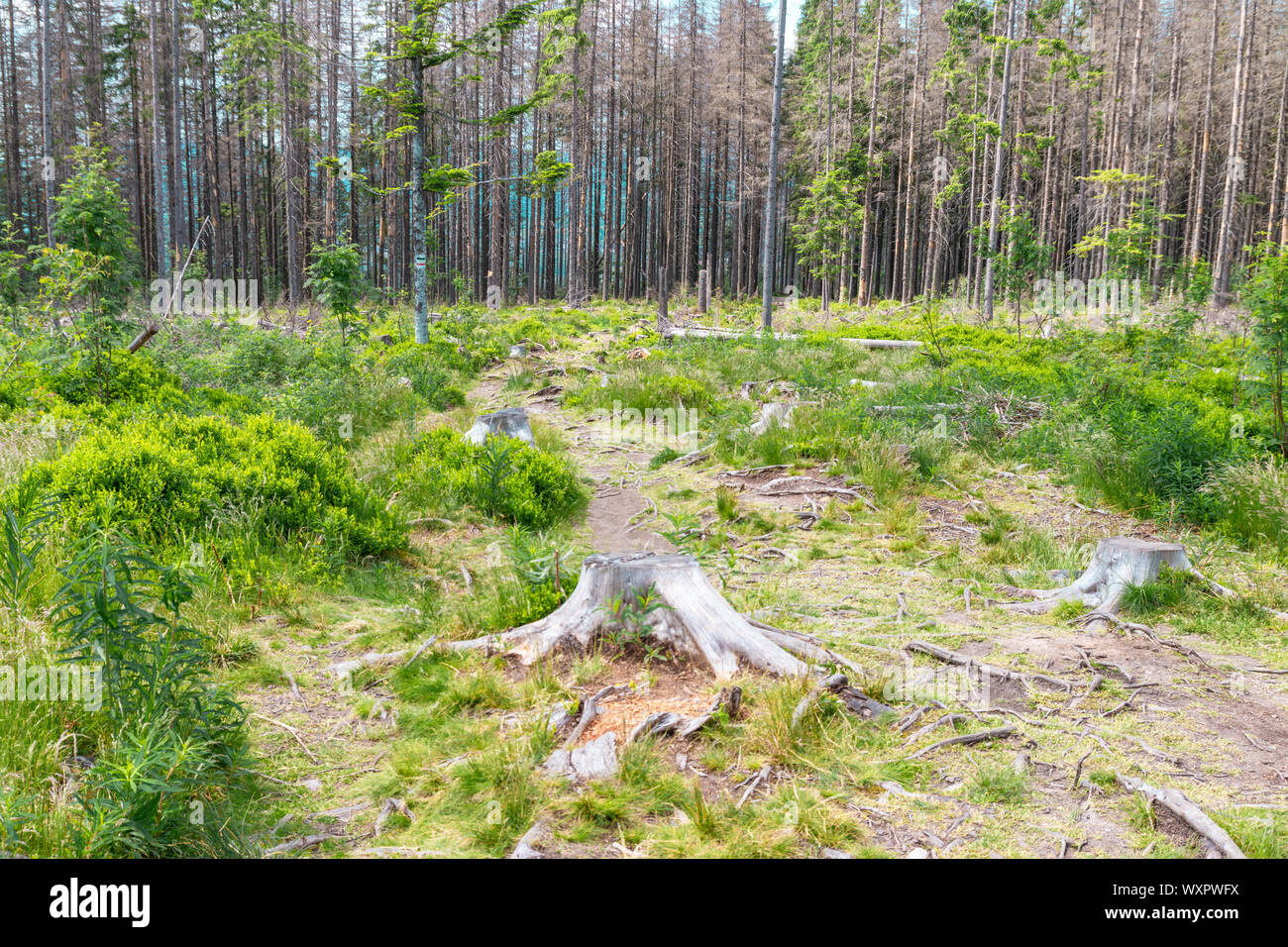 Cutting down trees. Sawn logs lying on the grass. Stock Photo