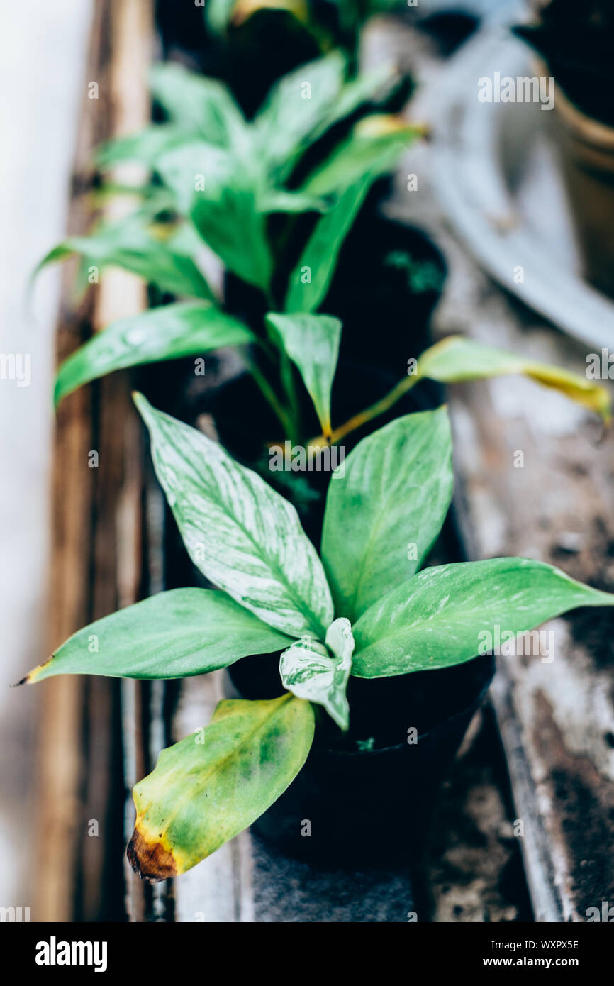 Potted young Chinese Evergreen plants (of Aglaonema genus) in a row. Portrait orientation. Selective focus. Stock Photo