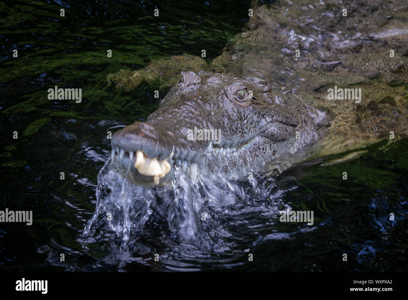 American Crocodile (crocodylus acutus) in a swamp in Black River, Jamaica Stock Photo