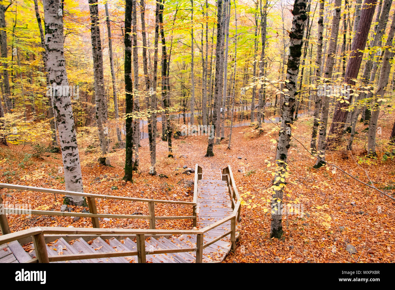 Beautiful autumn views of Yedigoller National Park. Reflection of trees. Colored leaves. Falling ...