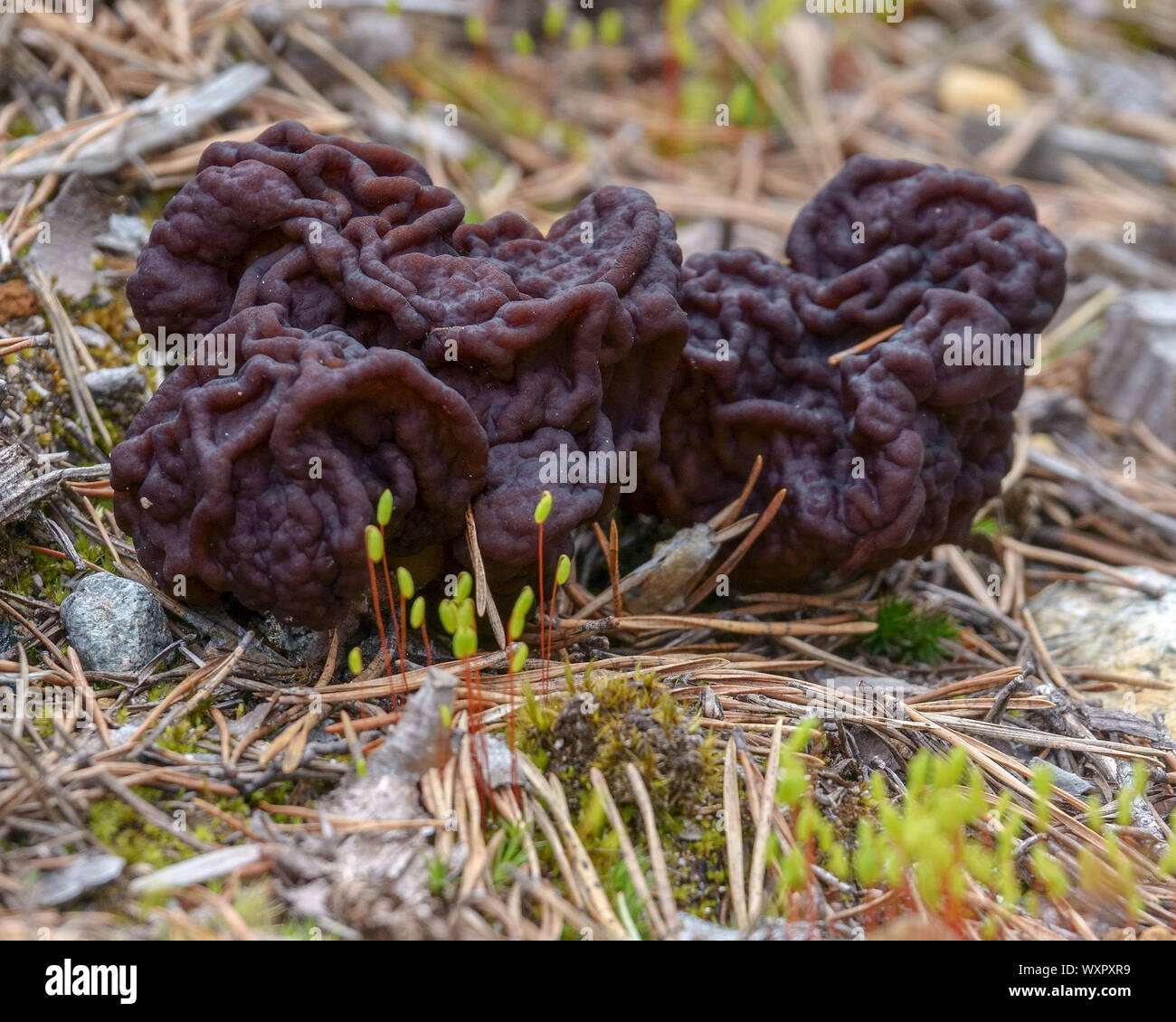 brain mushroom Stock Photo