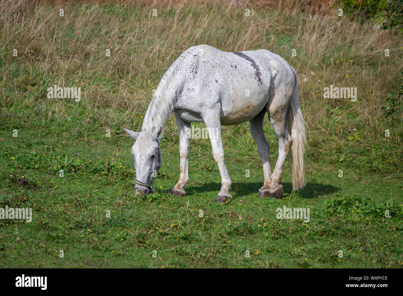 White horse grazing in an enclosure Stock Photo