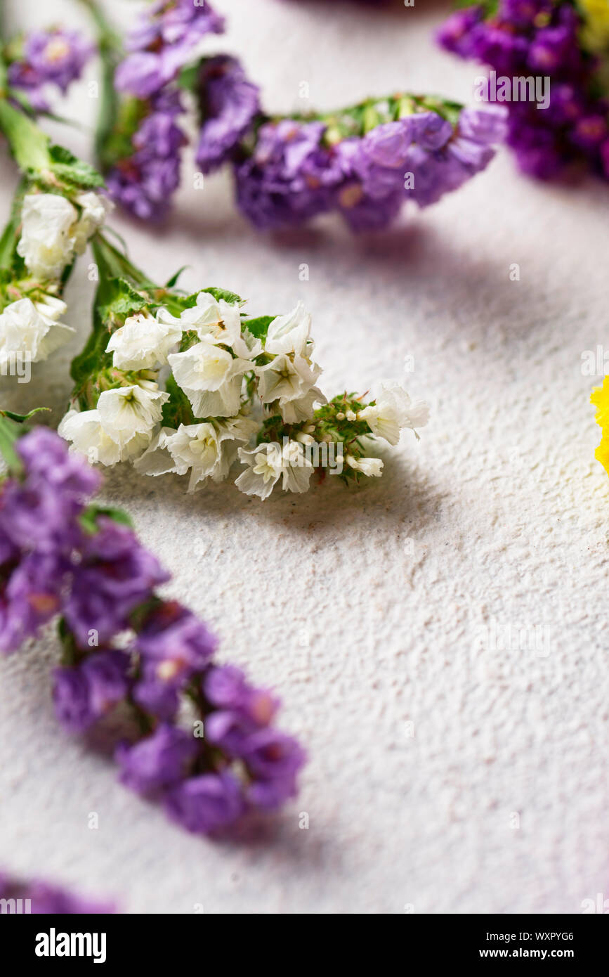 Colorful Limonium flower on white background Stock Photo