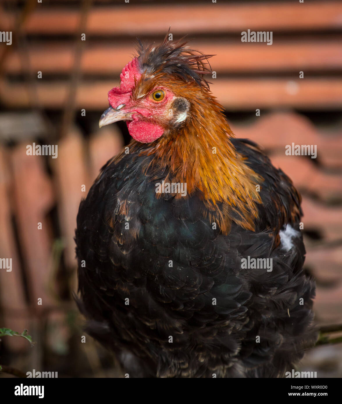 A crested Sulmtaler chicken rooster a critically endangered chicken