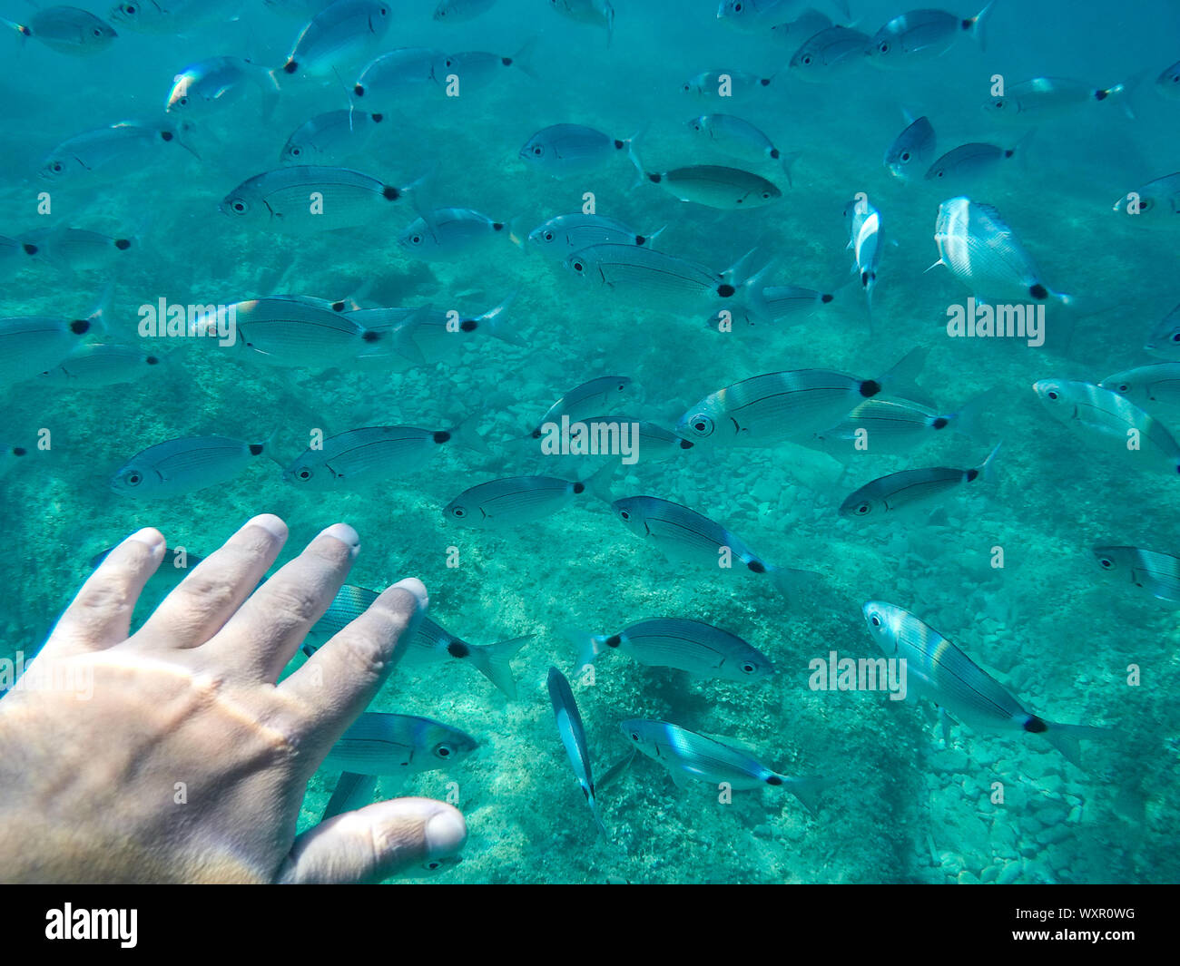 a diver try to touch a group of fish Stock Photo