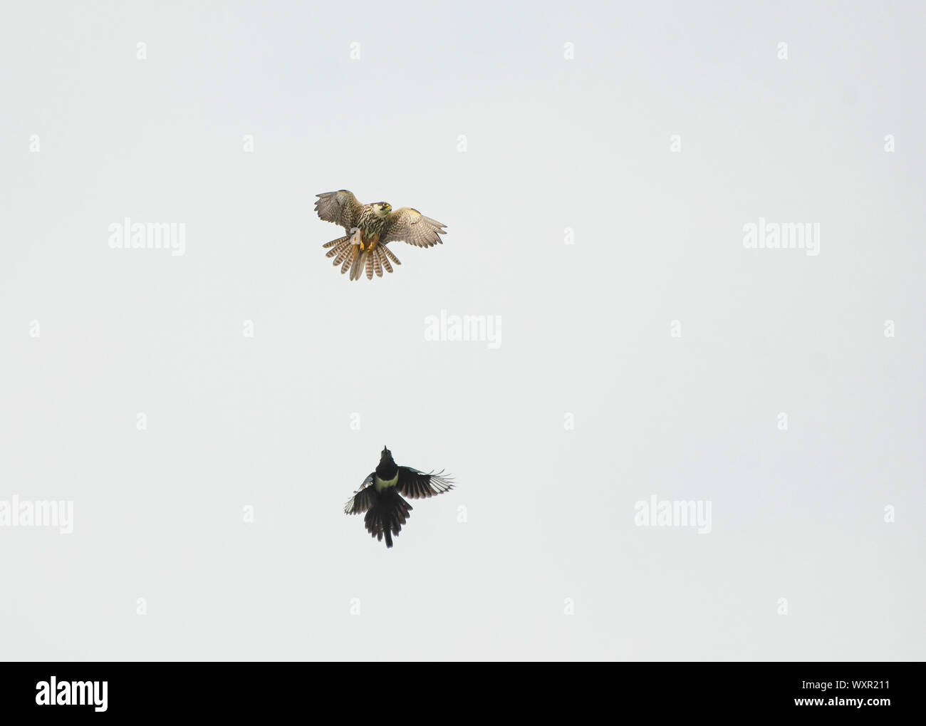 Flight chase from a magpie to an eurasian hobby Stock Photo