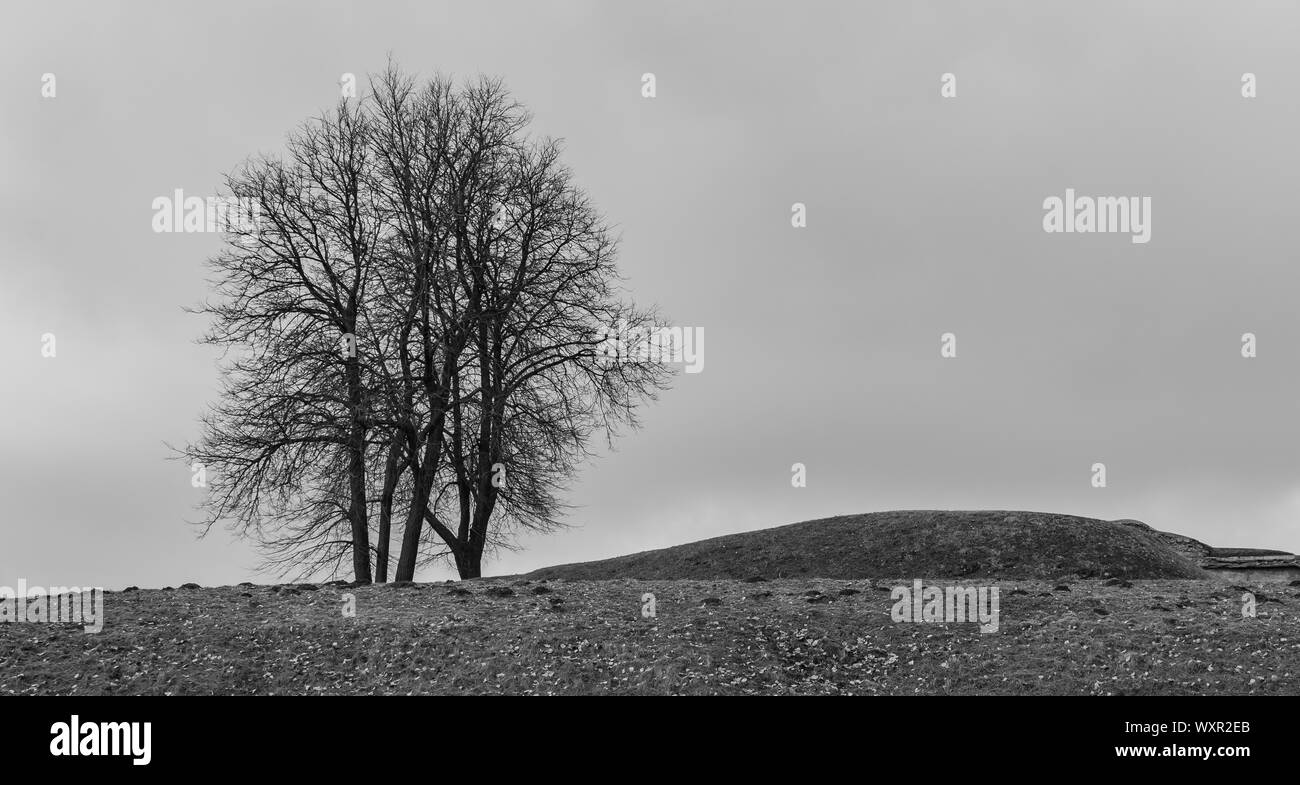 A black and white picture of a couple of trees on a hill, in the Ninth Fort museum complex (Lithuania). Stock Photo