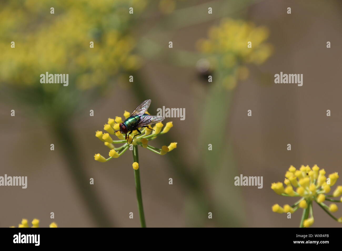 A fly in top of a fennel flower Stock Photo