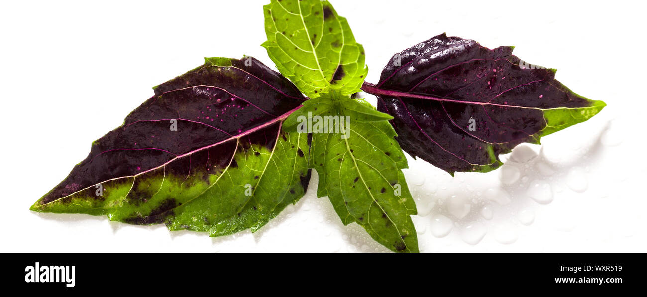banner of leaves of colored green and purple basil on a white background. effect of vitiligo